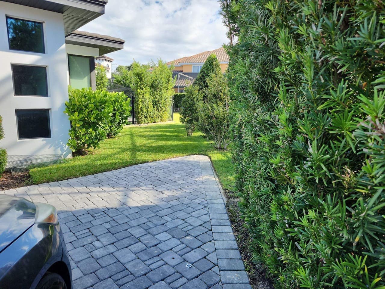 Wide paver driveway alongside podocarpus hedge in Central Florida — Firsthand Lawn and Landscape