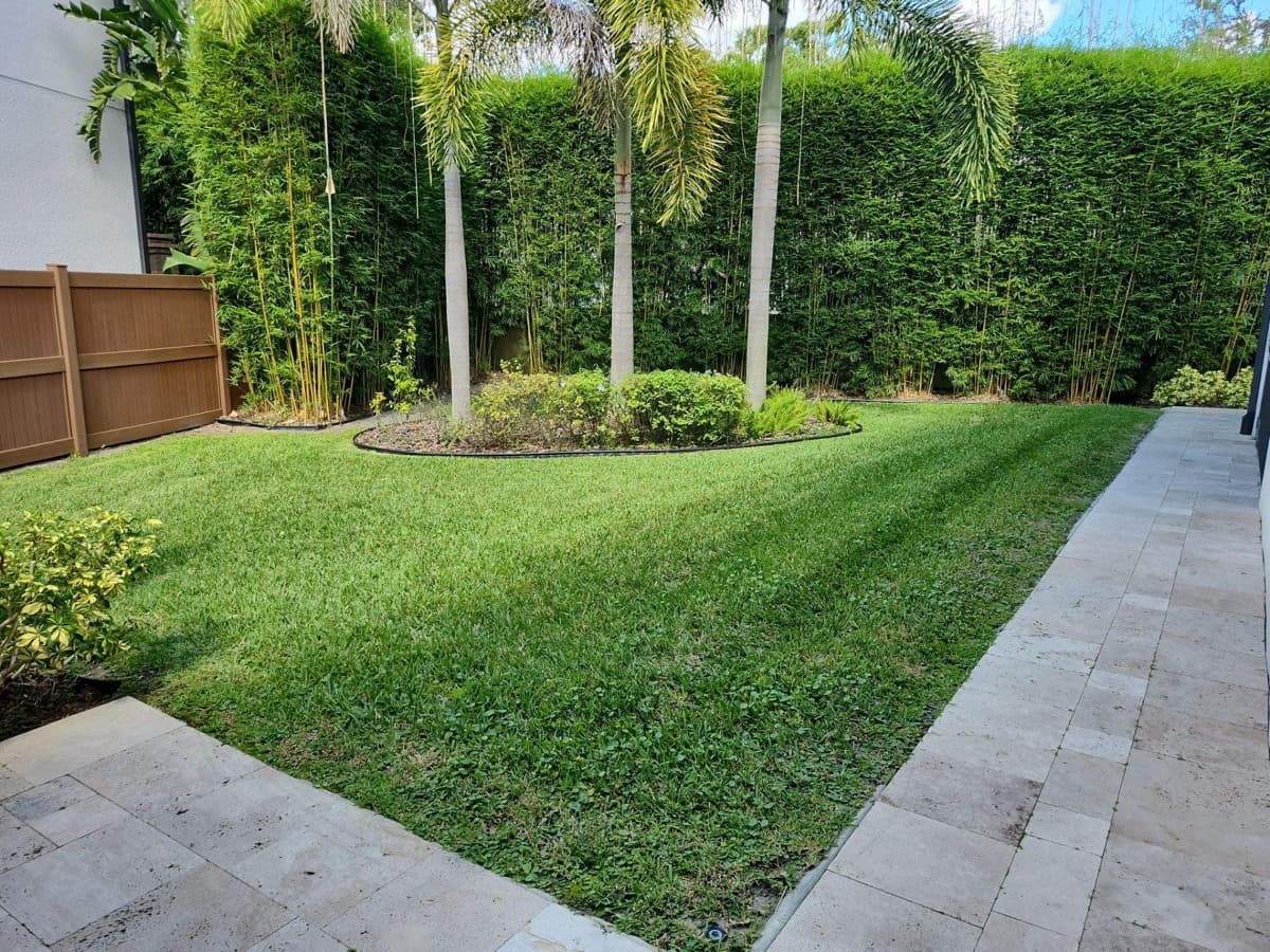 Backyard landscape design with mature bamboo privacy hedge, palms, manicured lawn, and travertine walkway — Firsthand Lawn and Landscape
