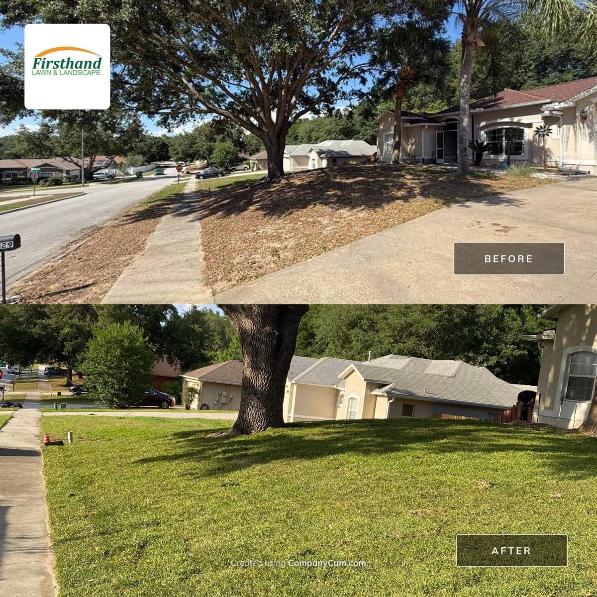 Before-and-after of sod installation under mature oak in Central Florida — patchy thinning lawn replaced with lush green turf — Firsthand Lawn and Landscape
